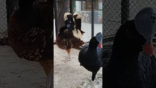 Helmeted Curassow 🥰 Pauxi Pauxibirds animals [upl. by Thorlay60]