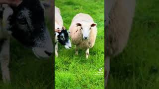 FEEDING Elliott’s Cheviot Mules 210924 sheep farming nofarmersnofood backbritishfarming [upl. by Arelus821]