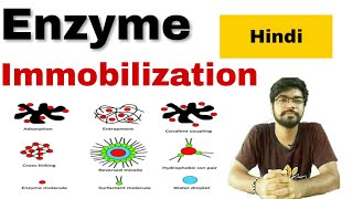 enzyme immobilization in hindi [upl. by Harmaning]