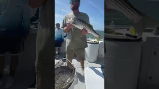 Rock fish fishing hugefish boatfishing rockfish [upl. by Noira]