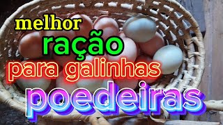 passo a passo como fazer a melhor ração para galinhas poedeiras galinhas não param de botar [upl. by Naleag]