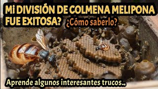 Cómo saber si la DIVISIÓN DE COLMENA MELIPONA FUE EXITOSA 🥳🐝 [upl. by Nirtak]