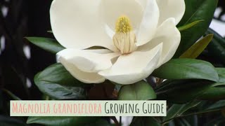 Magnolia grandiflora Growing Guide Southern magnolia by GardenersHQ [upl. by Erlandson]