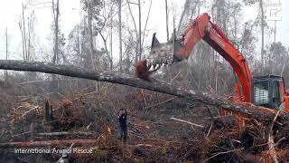 Sadness As An Orangutan Tries To Fight The Digger Destroying Its Habitat [upl. by Camile710]