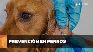 ✅ ¿Cómo prevenir enfermedades en perros  Salud180 🌿 [upl. by Ayama]