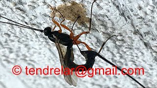 Ichneumon wasp long ovipositor in action [upl. by Joli968]