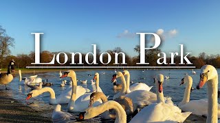 Beautiful Park Background 4k Video With Swan Geese Ducks ☀️ [upl. by Jesselyn]