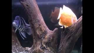 Aquarium life Part  12 Frontosa and oscar African and American cichlids aquarium care [upl. by Brita938]