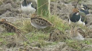 240112 RSPB Satholme highlights [upl. by Broddy]