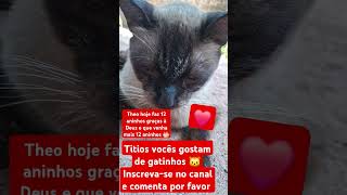 Theo faz 12 aninhos 🎂 gatos euamogatos pets youtubeshorts [upl. by Ruhtracm]