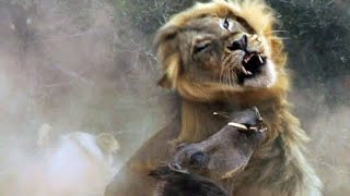 quotWARTHOG WILDNESS 🐗😂 Best Warthog Video Compilation 🤣quot warthog animallovers [upl. by Mayfield]