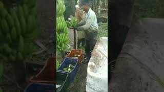 Skill Dewa Pisang India [upl. by Sherie398]