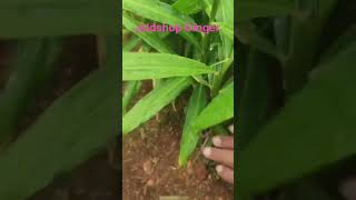 Ginger addshop agriculture farming [upl. by Butcher]