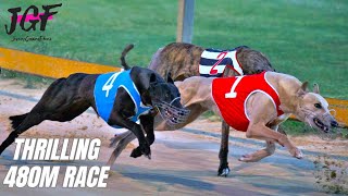 Irish Greyhound Racing 480m  Thrilling Dog Race Highlights [upl. by Gale]