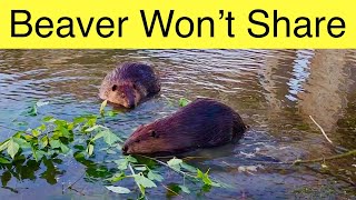 This Beaver Did Not Want to Share its Food [upl. by Willin]