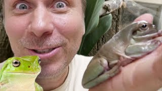 NEW CRAZY FROG PETS AND SNAKE EGGS  BRIAN BARCZYK [upl. by Ahsiekrats]