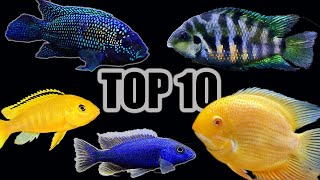 Top 10 Cichlids for Beginners [upl. by Ahsac]