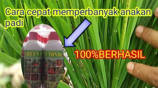 Cara cepat memperbanyak anakan padi 100 berhasil [upl. by Ytirahc472]