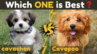 Cavachon vs Cavapoo cavoodle  Comparison Between Two cavalier king charles spaniel Dog Mix [upl. by Akkin]