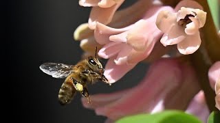 Hyazinthe  Gartenpflanze und Bienenweide [upl. by Kuhlman369]