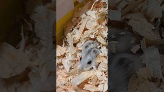 First seconds in New Home 💞🐹 zwerghamster hamsterwheel hamstershort tierrettung cutepets [upl. by Themis]