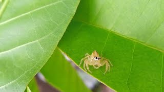 Natures delicate architect at work🕸🕷 [upl. by Yahsed]