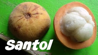 Santol Fruit Review  Weird Fruit Explorer  Ep 88 [upl. by Ahsyak]