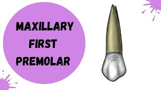 Maxillary First Premolar  Tooth Morphology made easy [upl. by Lednahs]