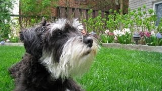 Miniature Schnauzer playing around [upl. by Hallam381]