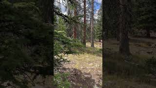 Would you shoot it elk spike elkhunting hunting [upl. by Olnee]