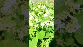 kerala Health benefits clerodendrum infortunatum  Dhara 0 [upl. by Yehus777]