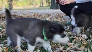 Cabby Purple collar 4 weeks old [upl. by Ettevroc160]