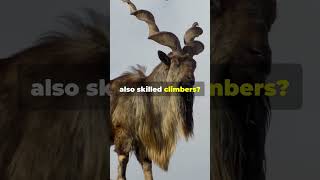 Indian Wild Animal Markhor [upl. by Sapphera]