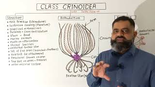 Class Crinoidea English medium profmasoodfuzail Phylum Echinodermata Feather Star Sea lilies [upl. by Daberath611]