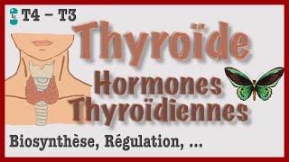 Thyroïde et Hormones Thyroïdiennes  Métabolisme Régulation Hyperthyroïdie et Hypothyroïdie [upl. by Tereb]