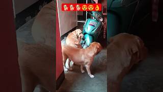 shorts dogshorts labrador shortvideo viralvideo [upl. by Akinor]