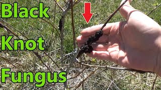 THIS WILL Kill Your Plum Trees  How To Get Rid Of Black Knot Fungus [upl. by Nuahs]