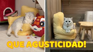 Gatito está Obsesionado con su Silloncito Amarillo [upl. by Polky462]