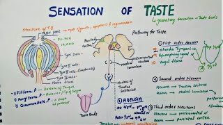 Sensation Of Taste  Taste Pathway  Physiology [upl. by Redla]