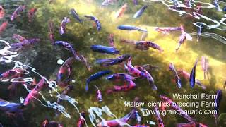 Malawi cichlid breeding farm [upl. by Darby]