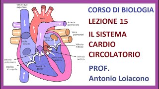 CORSO DI BIOLOGIA  Lezione 15  Il Sistema Cardio Circolatorio [upl. by Efthim50]