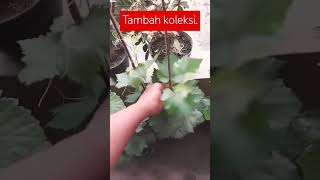 Bibit anggur unggul kebunanggur berkebun tanaman shorts [upl. by Eillim580]