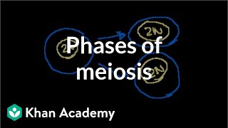 Phases of Meiosis [upl. by Katalin]