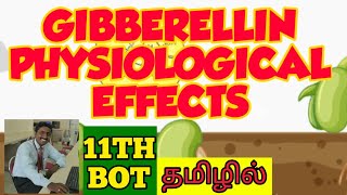 GIBBERELLINS PHYSIOLOGICAL EFFECTS  TAMIL  STD 11  PLANT GROWTH  PHYSIOLOGY [upl. by Bass401]