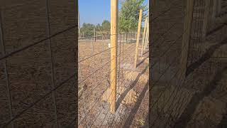 Cattle panel with wood posts looks NICE and its easy to install [upl. by Akerdal]