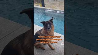 conversation German Shepherd Shorthaired Pointer 🙄🤣🐶new shorts ytshorts viral viralshorts [upl. by Reger]