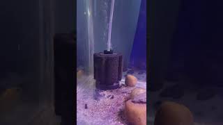 Sponge filter aquarium filters [upl. by Kirk]