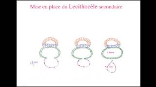 deuxième semaine du développement embryonnaire 2 [upl. by Gaiser]