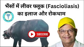 भैंसों में लीवर फ्लूक Fascioliasis का इलाज और रोकथाम  पशु पालन GNP Sir [upl. by Ahsekat]