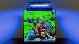 Guaranteed Healthier Coral Happier Fish amp Better Filtration With These 10 Modern Flow Techniques [upl. by Vashti]